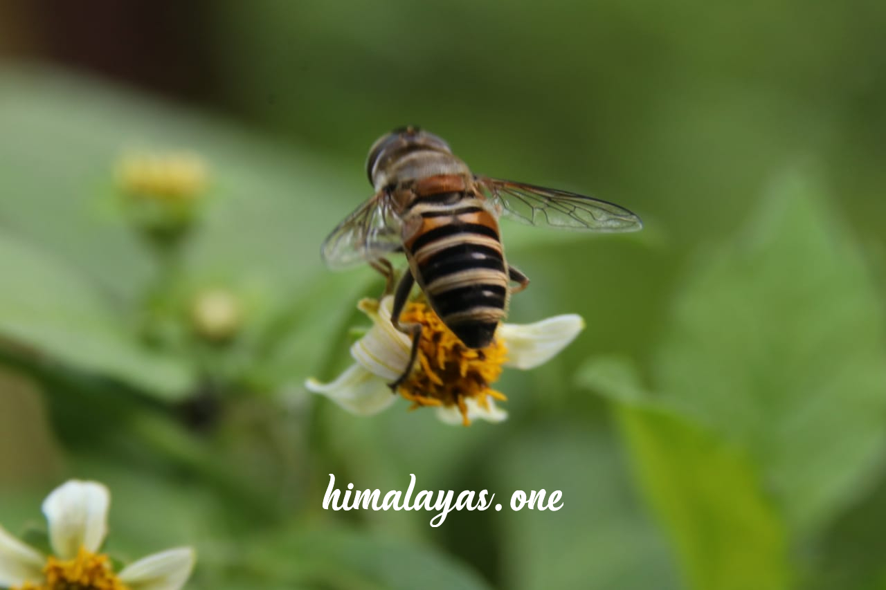 Himalayan Bee